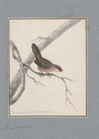 John William Lewin - Original watercolour drawings of birds and eggs Pl22.webp