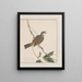Disegni originali a acquerello di uccelli e uova Pl27 - John William Lewin — quadro incorniciato alla parete