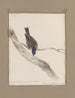 Disegni originali a acquerello di uccelli e uova Pl33 - John William Lewin — vista dell’opera