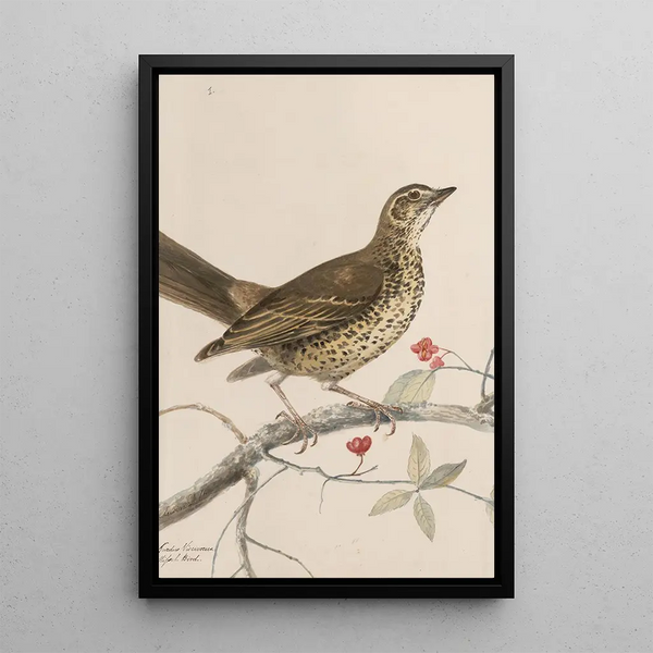John William Lewin - Original watercolour drawings of birds and eggs Pl35.webp