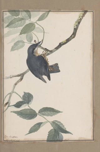 John William Lewin - Original watercolour drawings of birds and eggs Pl38.webp