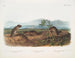 Arvicola di Townsend, Arvicola a naso appuntito, Topo di riva - John Woodhouse Audubon — vista dell’opera