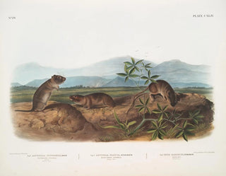 Arvicola di Townsend, Arvicola a naso appuntito, Topo di riva - John Woodhouse Audubon — vista dell’opera
