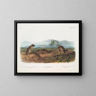 Arvicola di Townsend, Arvicola a naso appuntito, Topo di riva - John Woodhouse Audubon — quadro incorniciato alla parete