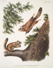 Pteromys sabrinus Scoiattolo volante del fiume Severn 2 Pteromys alpinus Scoiattolo delle montagne Rocciose - John Woodhouse Audubon — vista dell’opera