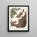 Pteromys sabrinus Scoiattolo volante del fiume Severn 2 Pteromys alpinus Scoiattolo delle montagne Rocciose - John Woodhouse Audubon — quadro incorniciato alla parete