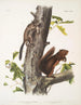 Sciurus Fremonsii Scoiattolo di Fremont Dimensioni naturali 2 Sciurus fuliginosus Scoiattolo fuligginoso Dimensioni naturali - John Woodhouse Audubon — vista dell’opera