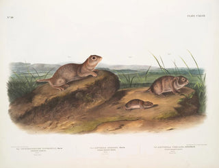 Spermophile di Townsend, scoiattoli delle praterie dell'Oregon, scoiattoli delle praterie texani - John Woodhouse Audubon — vista dell’opera