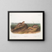 Spermophile di Townsend, scoiattoli delle praterie dell'Oregon, scoiattoli delle praterie texani - John Woodhouse Audubon — quadro incorniciato alla parete
