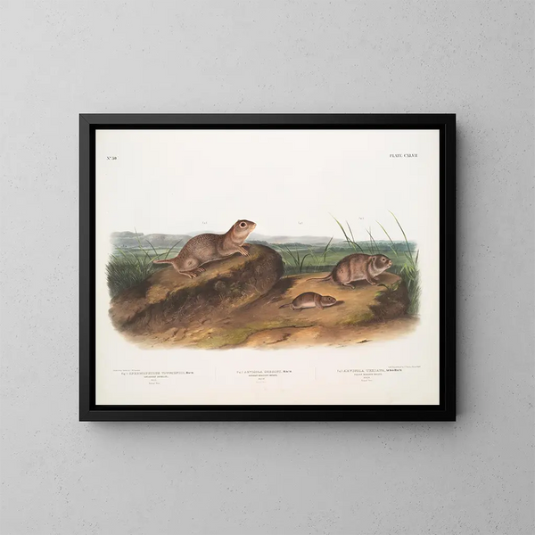Spermophile di Townsend, scoiattoli delle praterie dell'Oregon, scoiattoli delle praterie texani - John Woodhouse Audubon — quadro incorniciato alla parete