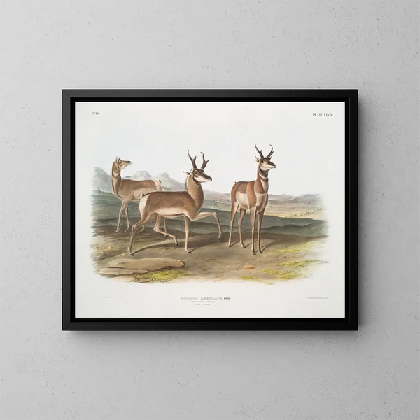 Antilope americana, maschio e femmina - John Woodhouse Audubon — quadro incorniciato alla parete