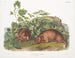 Marmotte di Lewis a grandezza naturale - John Woodhouse Audubon — vista dell’opera
