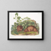 Marmotte di Lewis a grandezza naturale - John Woodhouse Audubon — quadro incorniciato alla parete