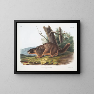John Woodhouse Audubon - Arctomys flaviventer Yellowbellied Marmot Male Natural size.webp