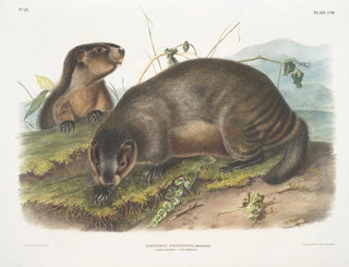 Marmotte des neiges - John Woodhouse Audubon — vista dell’opera