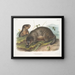 Marmotte des neiges - John Woodhouse Audubon — quadro incorniciato alla parete