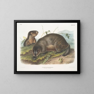 Marmotte des neiges - John Woodhouse Audubon — quadro incorniciato alla parete