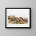 Rat cotonnier taille naturale - John Woodhouse Audubon — quadro incorniciato alla parete