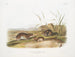 Topo delle praterie con guance gialle in formato naturale - John Woodhouse Audubon — vista dell’opera