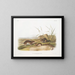 Topo delle praterie con guance gialle in formato naturale - John Woodhouse Audubon — quadro incorniciato alla parete