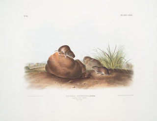 Topo di topo dei pini maschio e femmina dimensioni naturali - John Woodhouse Audubon — vista dell’opera
