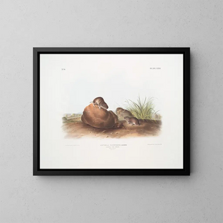 Topo di topo dei pini maschio e femmina dimensioni naturali - John Woodhouse Audubon — quadro incorniciato alla parete