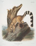 Bassaris astuta Bassaris à queue annelée Maschio di dimensioni naturali - John Woodhouse Audubon — vista dell’opera