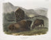 Bison americano 1 femmina 2 giovani 3 maschi - John Woodhouse Audubon — vista dell’opera