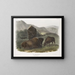 Bison americano 1 femmina 2 giovani 3 maschi - John Woodhouse Audubon — quadro incorniciato alla parete