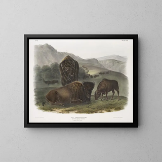 John Woodhouse Audubon - Bos Americanus American Bison 1 Female 2 Young 3 Male.webp