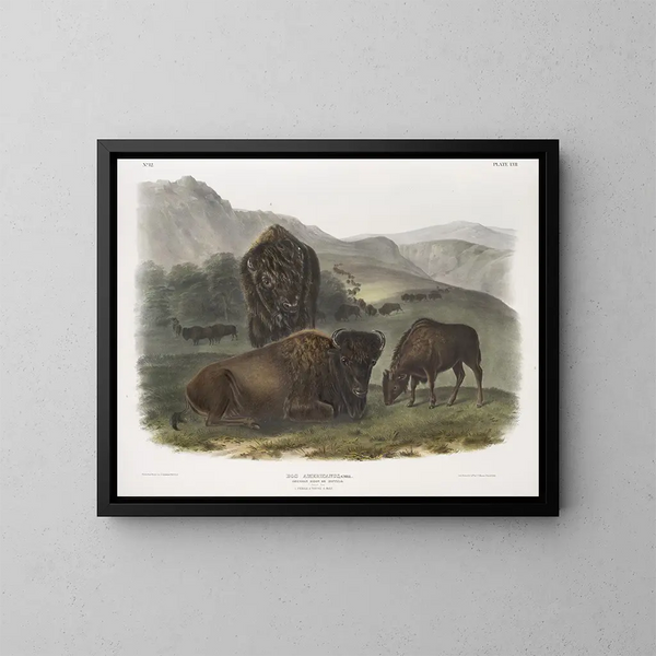Bison americano 1 femmina 2 giovani 3 maschi - John Woodhouse Audubon — quadro incorniciato alla parete