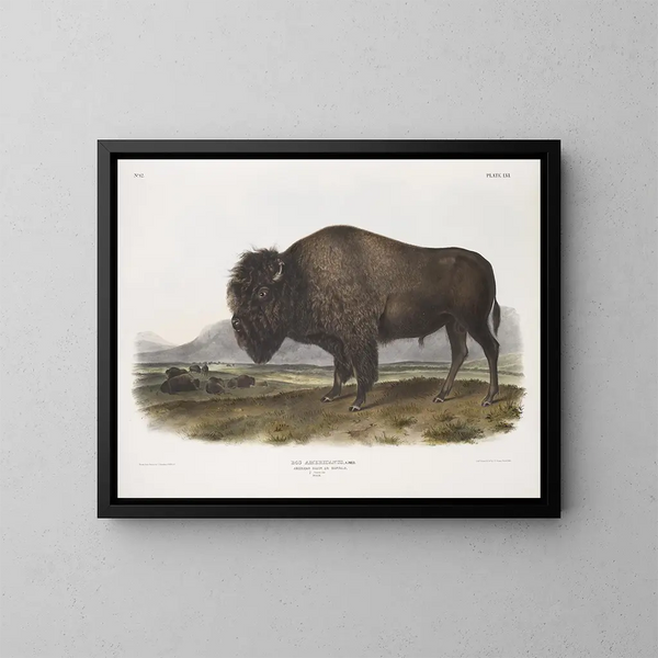 Bison americano maschio - John Woodhouse Audubon — quadro incorniciato alla parete