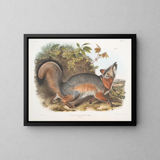 Renard gris - John Woodhouse Audubon — quadro incorniciato alla parete