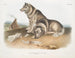 Cane esquimale - John Woodhouse Audubon — vista dell’opera