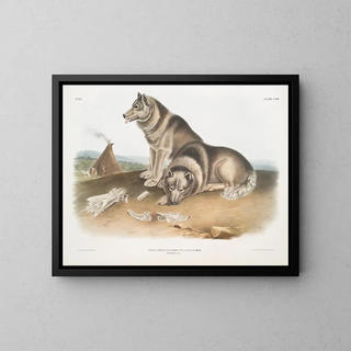 John Woodhouse Audubon - Canis familiaris Esquimaux Dog.webp