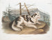 Cane domestico maschio dell'India - John Woodhouse Audubon — vista dell’opera