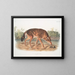 Lupo rosso del Texas maschio - John Woodhouse Audubon — quadro incorniciato alla parete