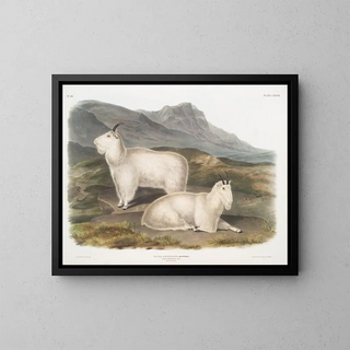 John Woodhouse Audubon - Capra Americana Rocky Mountain Goat Male  female.webp