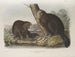 Castor americano - John Woodhouse Audubon — vista dell’opera