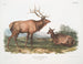 Elan canadese maschio e femmina - John Woodhouse Audubon — vista dell’opera