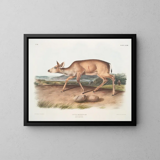 John Woodhouse Audubon - Cervus macrotis Blacktailed Deer Female Summer pelage.webp