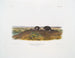 Condylure a naso stellato dimensioni naturali - John Woodhouse Audubon — vista dell’opera