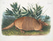Tatou a nove bande maschio dimensione naturale - John Woodhouse Audubon — vista dell’opera