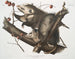 Opossum della Virginia femmina giovane maschio di 7 mesi dimensioni naturali - John Woodhouse Audubon — vista dell’opera