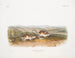 Gerbille à poche de Phillips maschio dimensione naturale - John Woodhouse Audubon — vista dell’opera