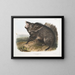 Peccary a collare maschio - John Woodhouse Audubon — quadro incorniciato alla parete