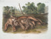 Felino concolor, la femmina giovane del puma - John Woodhouse Audubon — vista dell’opera