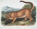 Le puma mâle - John Woodhouse Audubon — vista dell’opera