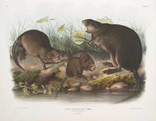 Rat musqué naturale in dimensioni reali vecchio e giovane - John Woodhouse Audubon — vista dell’opera