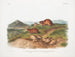 Lemming fauve Dimensioni naturali Lemming a tre corni Dimensioni naturali - John Woodhouse Audubon — vista dell’opera
